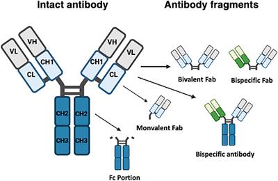 The Contribution of Liver Sinusoidal Endothelial Cells to Clearance of Therapeutic Antibody